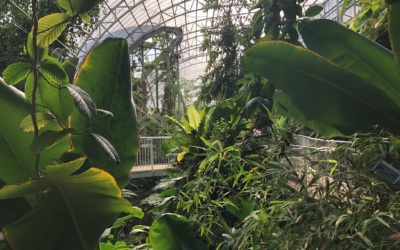 The rainforest interior of the renovated Tropical Conservatory at the Jerusalem Botanical Gardens. (Jessica Steinberg/Times of Israel)