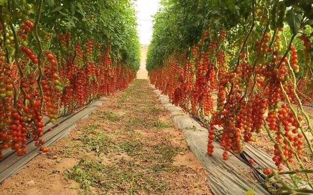 Cherry tomatoes being grown in the Ramat Hanegev Regional Council. (Courtesy)