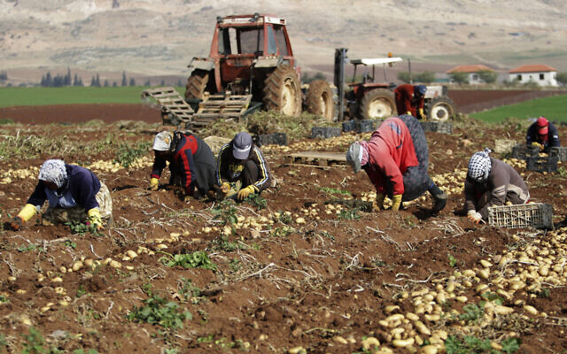 File: Palestinian farmers harvest potatoes in a field in Al Aghwar, near Jericho in the West Bank, Saturday, Jan. 18, 2014. (AP Photo/Nasser Ishtayeh)