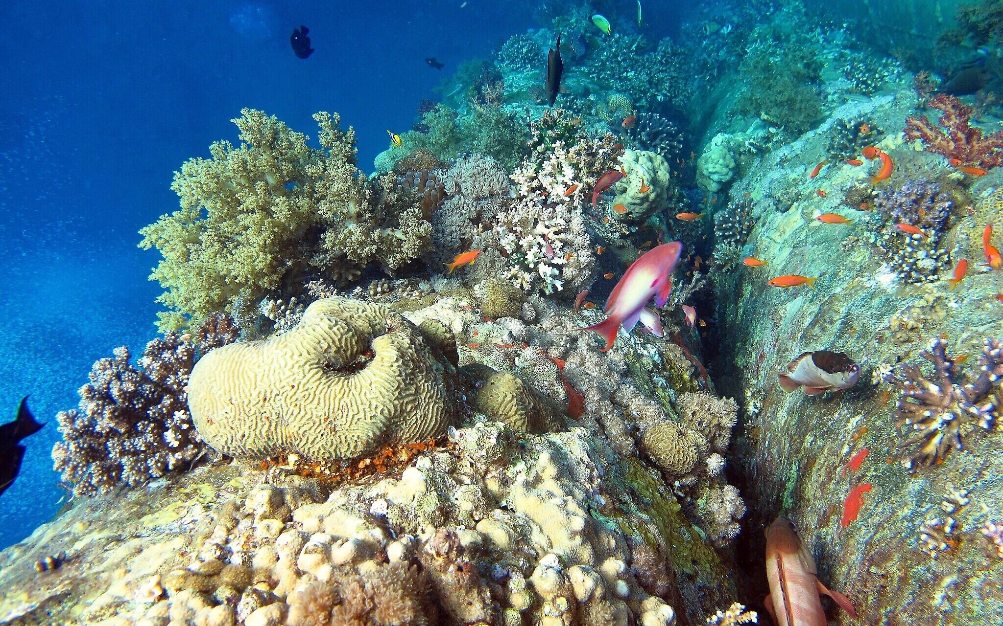 Eilat Ashkelon Pipeline Company found of damaging coral reefs | The Times of Israel