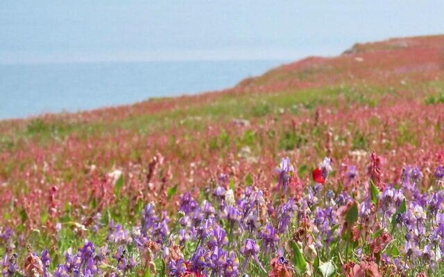 Wildflowers at the Dead Sea. (Avner Rinot, Society for the Protection of Nature in Israel)