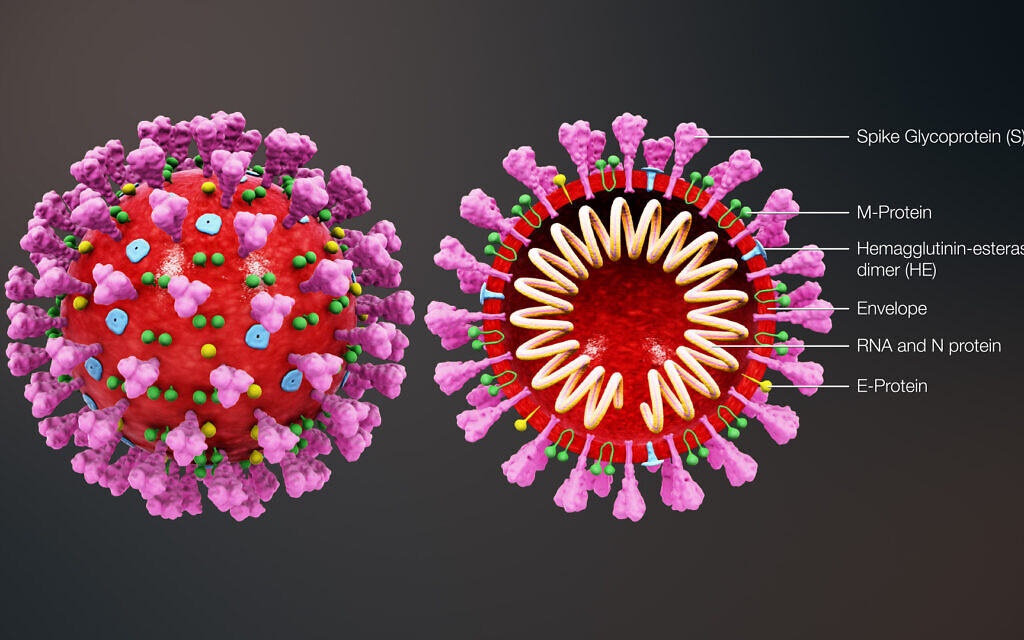 3D medical animation still shot showing the structure of a coronavirus (https://www.scientificanimations.com/coronavirus-symptoms-and-prevention-explained-through-medical-animation/)