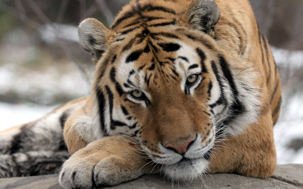 Tiger at NYC zoo tests positive for coronavirus