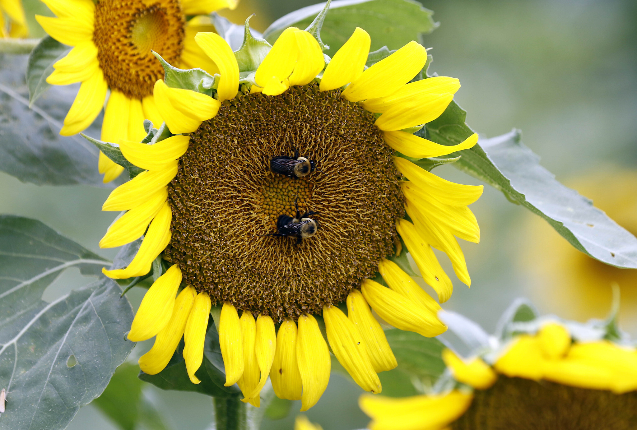 A couple of bumble bees inspect and pollinate a sunflower on a Gaddis Farms field in Bolton, Miss., Friday, July 13, 2018. (AP Photo/Rogelio V. Solis)