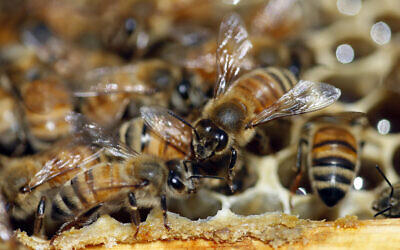 bee bees lake inside globally crisis population ap bizarre happens finds know man residence denise apiary honeybees hunsaker salt shown