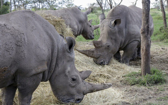 Coronavirus Stalls Efforts To Keep Alive A Rare Rhino Subspecies The Times Of Israel