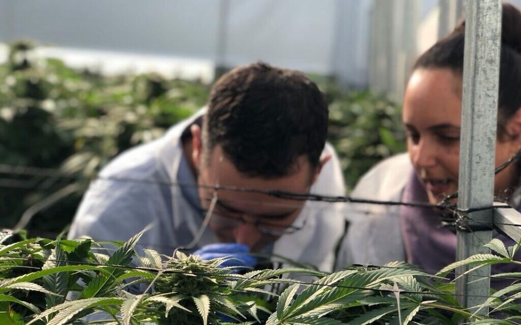 There are at least eight cannabis-growing companies operating in Israel, along with several others involved in production, marketing and distribution. (Eyal Basson/ Health Ministry)