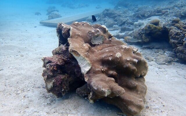 Corals broken by the extreme storms that battered Eilat in March. (Dr Assaf Zvuloni, Eilat district marine ecologist, Israel Nature and Parks Authority)