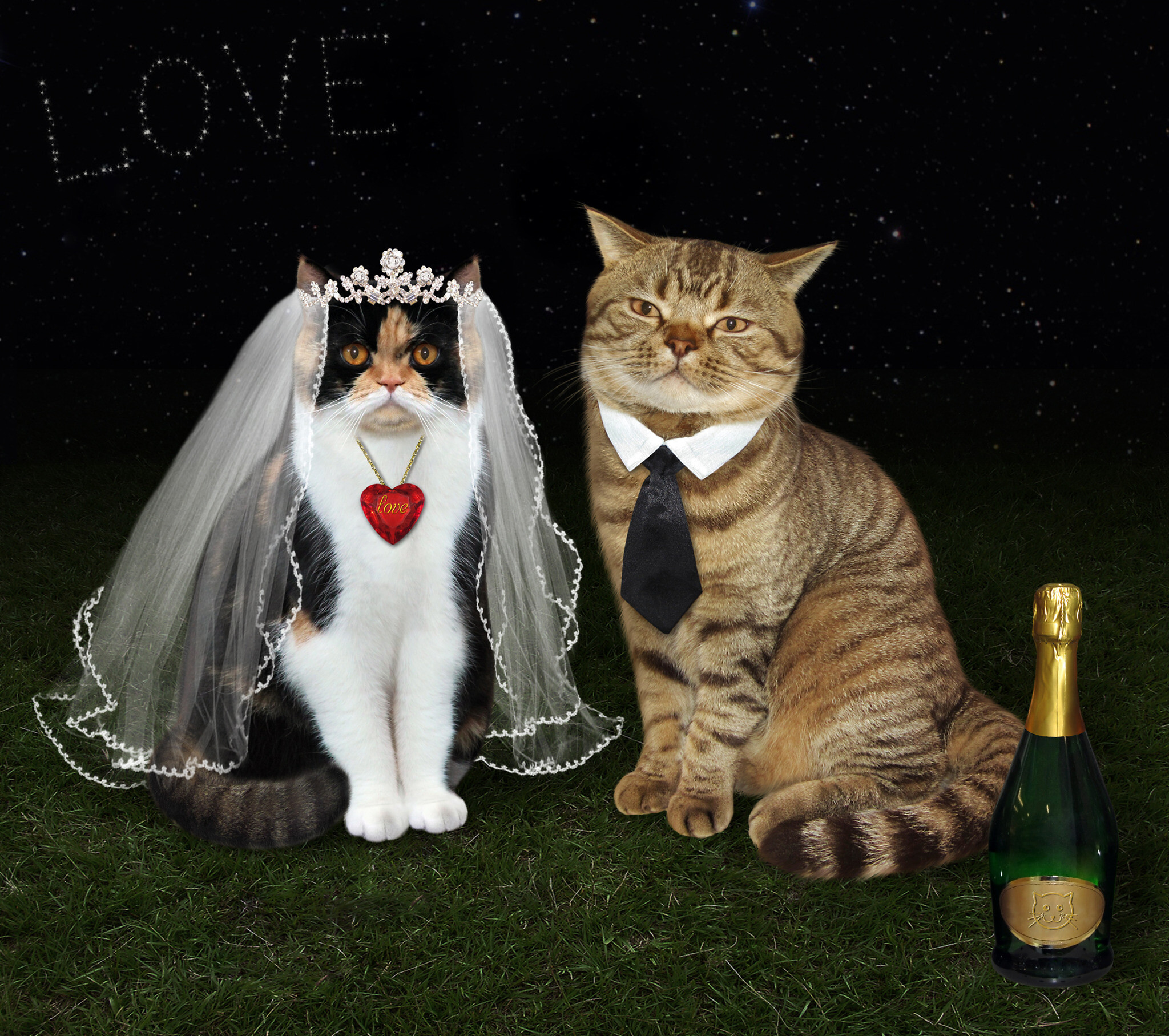 Брачные голоса кошек. Кошки в свадебных нарядах. Коты молодожены. Кот и кошка свадьба. Кошки жених и невеста.