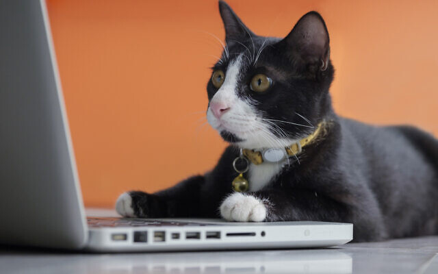 A cat working at the computer. (Tanased Hemathulin/iStock via Getty Images)