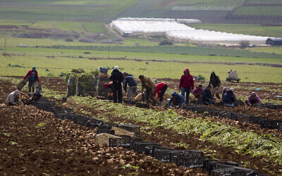 Palestinian farmers harvest onions in Jordan Valley in the West Bank, on February 10, 2020. (AP/Majdi Mohammed)