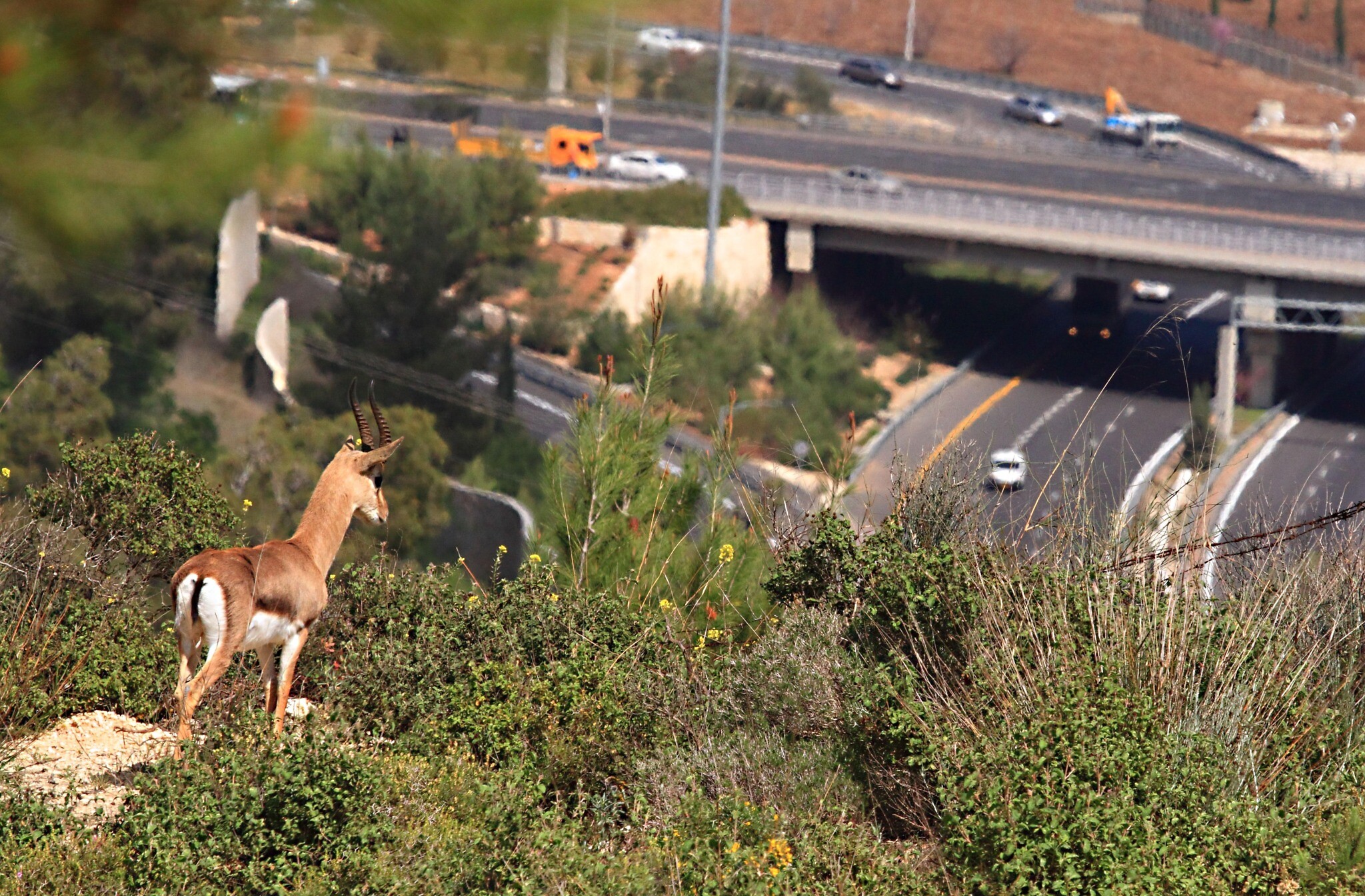 satelliet Rond en rond Bomen planten Israel's mountain gazelles under serious threat, urgent action needed --  study | The Times of Israel