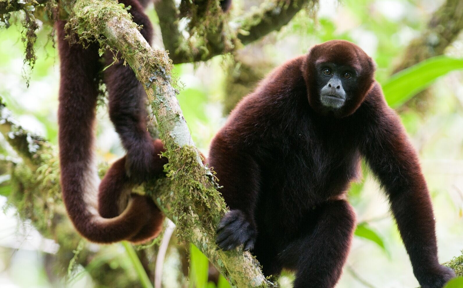 A critically endangered yellow-tailed woolly monkey living in the El Toro forest of the Peruvian Amazon is now protected, thanks to a purchase of land by TIME. (Courtesy TIME)