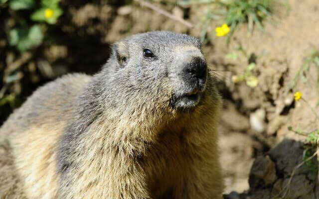 In this photo taken on May 25, 2016, a marmot is pictured at the Animal Park of Sainte-Croix in Rhodes, eastern France  (Jean Christophe VERHAEGEN / AFP)