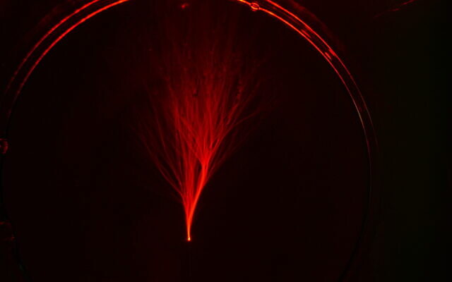 Branched flow, as observed through a microscope at the Technion - Israel Institute of Technology (courtesy of the Technion - Israel Institute of Technology)