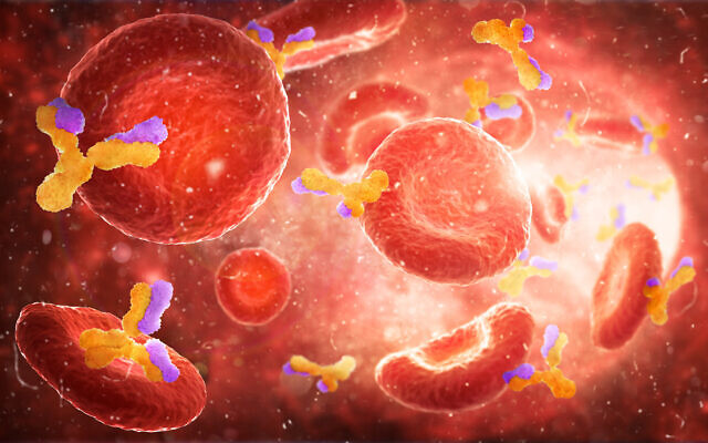 Illustrative: Red blood cells alongside antibodies in an artery. (urfinguss; iStock by Getty Images)