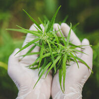 Freshly harvested cannabis (iStock)