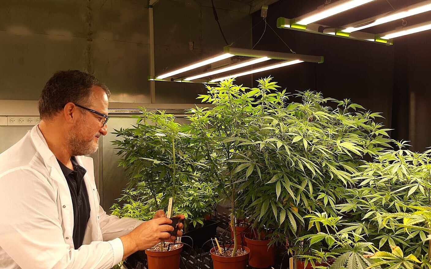 7 Smokable Plants You Can Grow That Aren't Marijuana - Modern Farmer