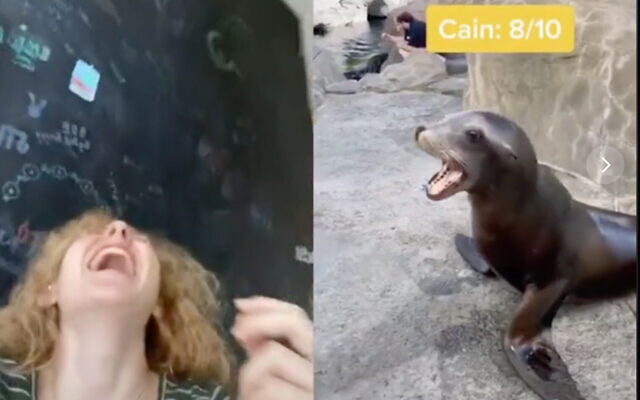 TikTok user Mallory Palmer created a mashup of sea lion and shofar calls that has gone semi-viral. (Screenshot)