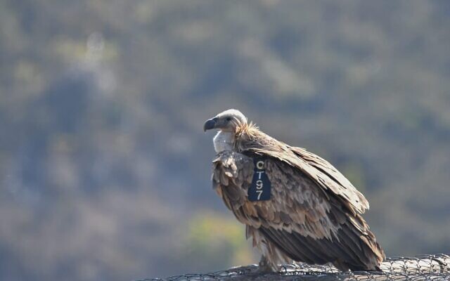 A griffon vulture. (Yosef Avgana, Israel Nature and Parks Authority)