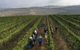 Evangelical Christian volunteers harvest Merlot wine grapes on September 23, 2020, for the Israeli family-run Tura Winery, in the estate's vineyards located at the West Bank settlement of Har Bracha. (MENAHEM KAHANA / AFP)