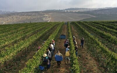 Evangelical Christian volunteers harvest Merlot wine grapes on September 23, 2020, for the Israeli family-run Tura Winery, in the estate's vineyards located at the West Bank settlement of Har Bracha. (MENAHEM KAHANA / AFP)