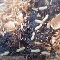 Formosan termites. (Courtesy, Tomer Lev, Total Pest Control)