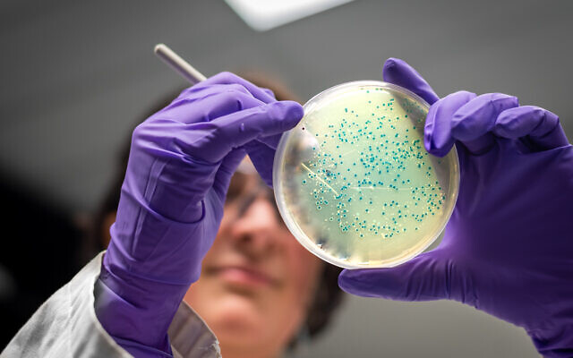 Illustrative image: researcher examining a bacterial culture plate (iStock)
