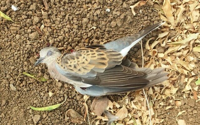 A European turtle dove, whose species in dnager of extinction, shot dead by a 'sport' hunter in the Hula Valley in northern Israel, September 2, 2020. (KKL-JNF Chief Birdwatcher, Yaron Cherka)