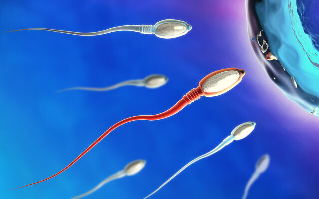 3D illustration of sperm cells moving to the right towards an egg (Christoph Burgstedt via iStock by Getty Images)