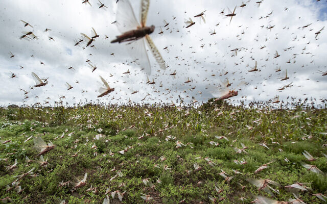 Illustrative: Swarms of desert locusts fly up into the air from crops in Katitika village, Kitui county, Kenya January 24, 2020. (AP Photo/Ben Curtis)