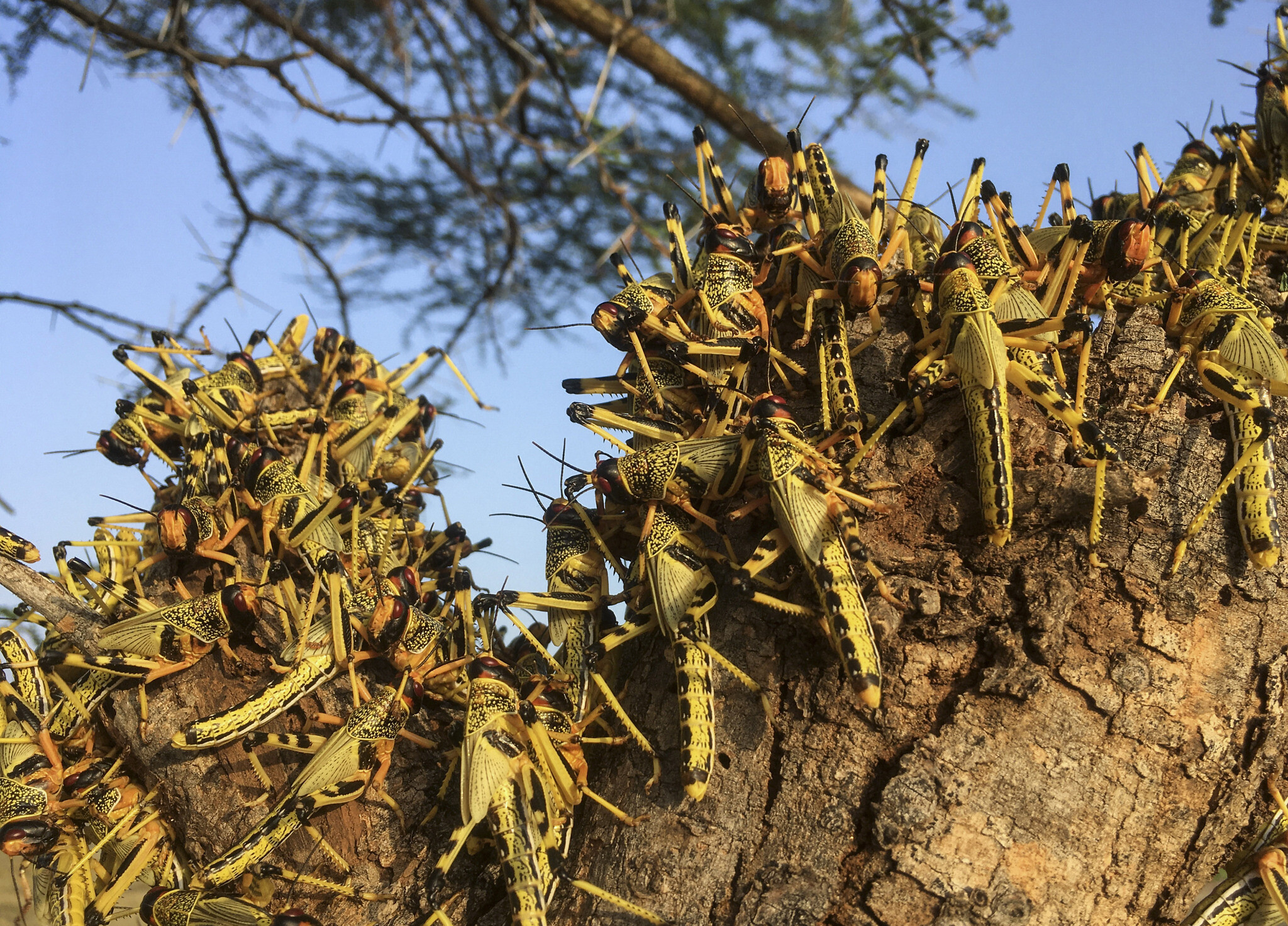 Plaguebusters Israeli team combats swarms of locusts in wartorn