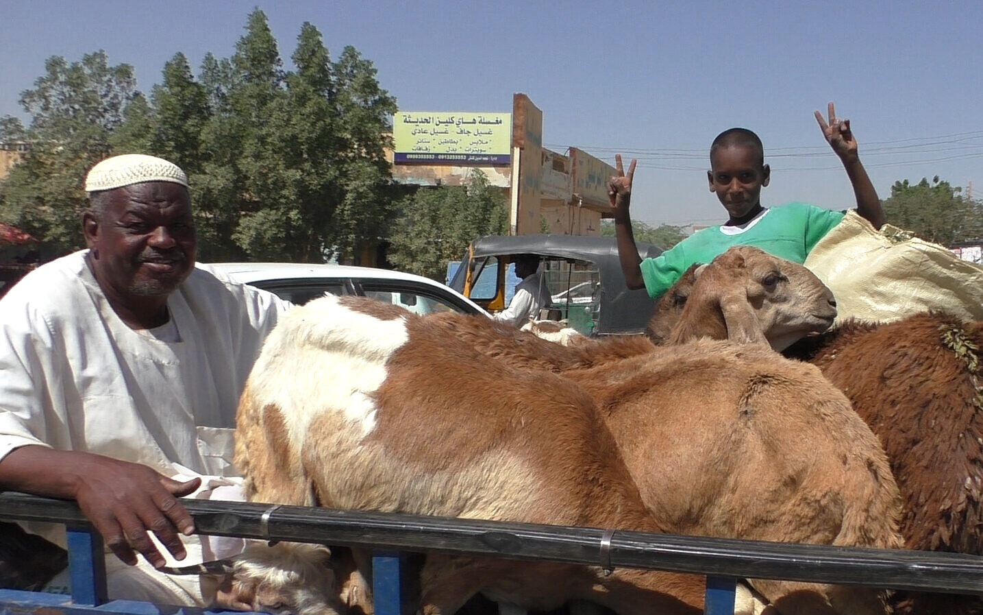 A boy waves on the back of a cattle truck in Khartoum, Sudan, November 2020. (Ziv Genesove)