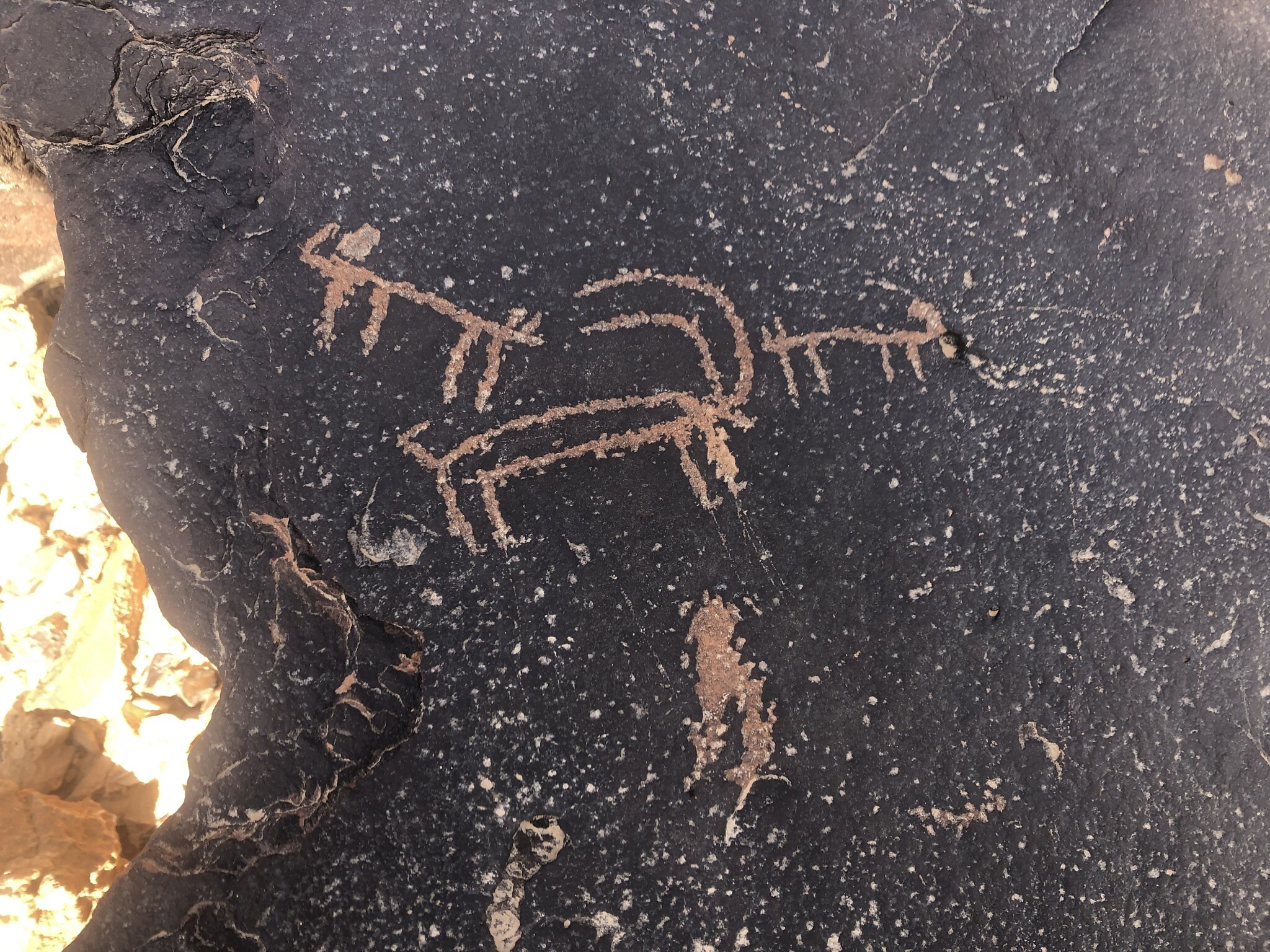 An ibex engraved into a rock at Mount Karkom. (Sue Surkes/Times of Israel)