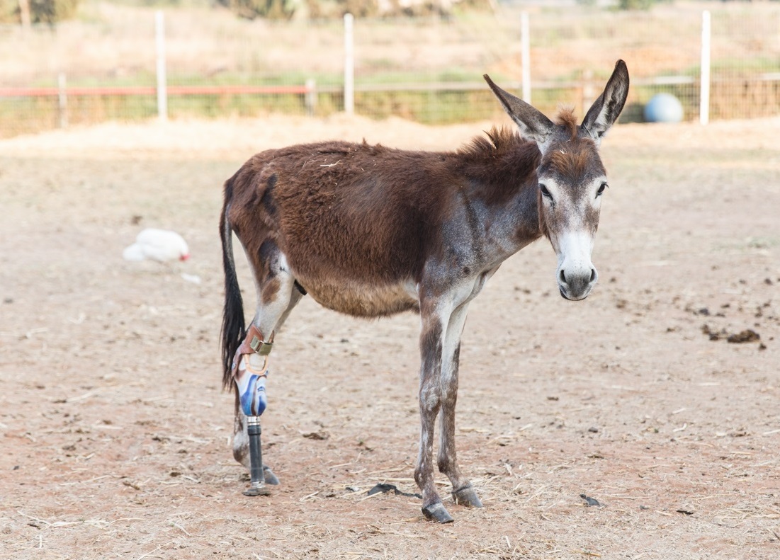 Animal sanctuaries on brink of collapse as COVID-19 dries up donations |  The Times of Israel