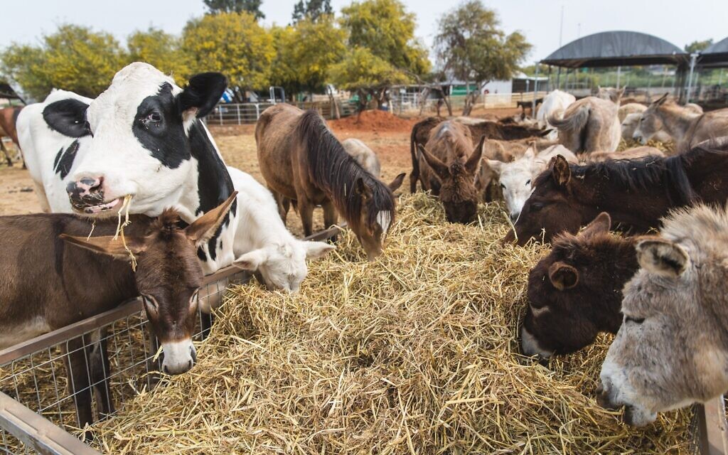 Animal sanctuaries on brink of collapse as COVID-19 dries up donations - Vimarsana News