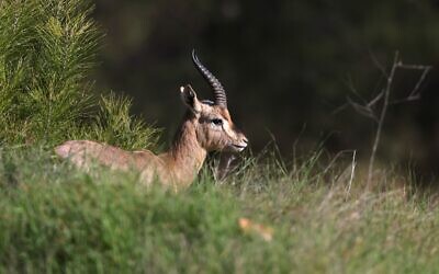 A mountain gazelle is pictured on a hill next to a forest in a suburb of Jerusalem on January 7, 2021. (MENAHEM KAHANA / AFP)