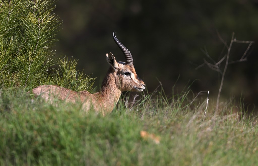 Israel studies new forest home for endangered mountain gazelle | The Times  of Israel