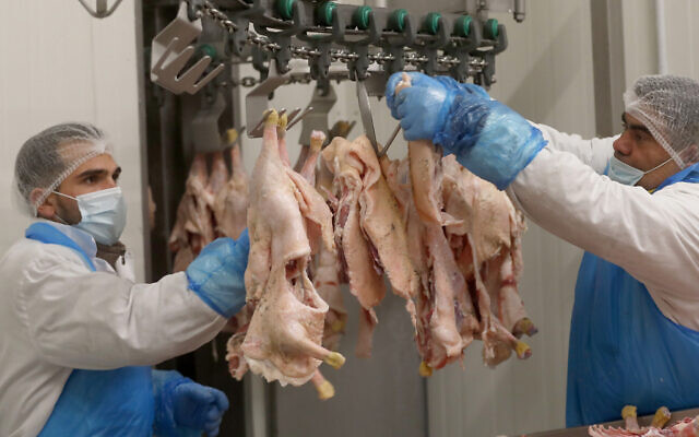 Illustrative: Staff work on the production line of Kosher poultry meat in a Kosher slaughterhouse in Csengele, Hungary on Jan. 15, 2021 (AP Photo/Laszlo Balogh)