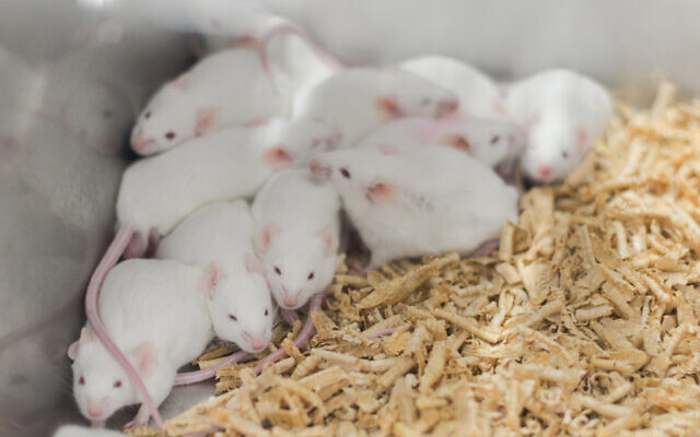 Illustrative: Laboratory mice. (toeytoey2530/Istock via Getty Images)