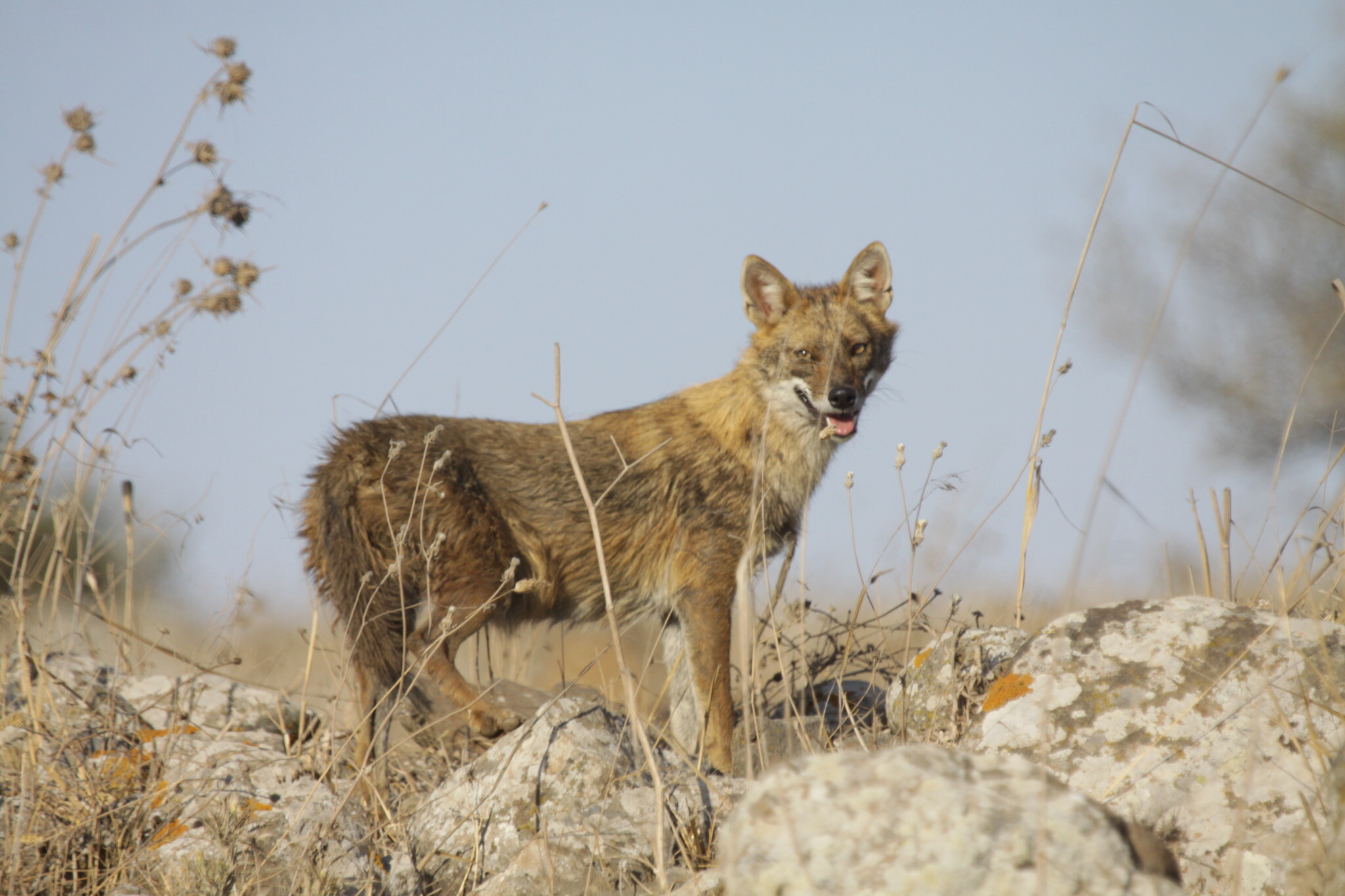 Snacks for stray cats may be feeding a rash of jackal attacks | The Times  of Israel