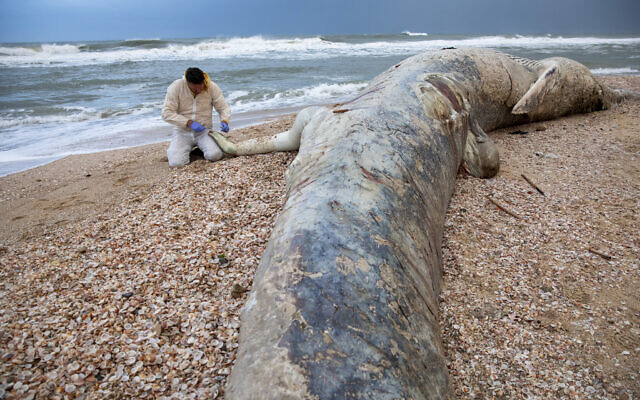 Danny Morick, marine veterinarian, takes samples from a 17 meters (about 55 feet) long dead fin whale washed up on a beach in Nitzanim Reserve, Israel, Friday, Feb. 19, 2021. Aviad Scheinin of the Morris Kahn Marine Research Station said samples from the animal will be taken to try to determine a cause of death, officials said the water nearby is polluted, including with tar. (AP Photo/Ariel Schalit)
