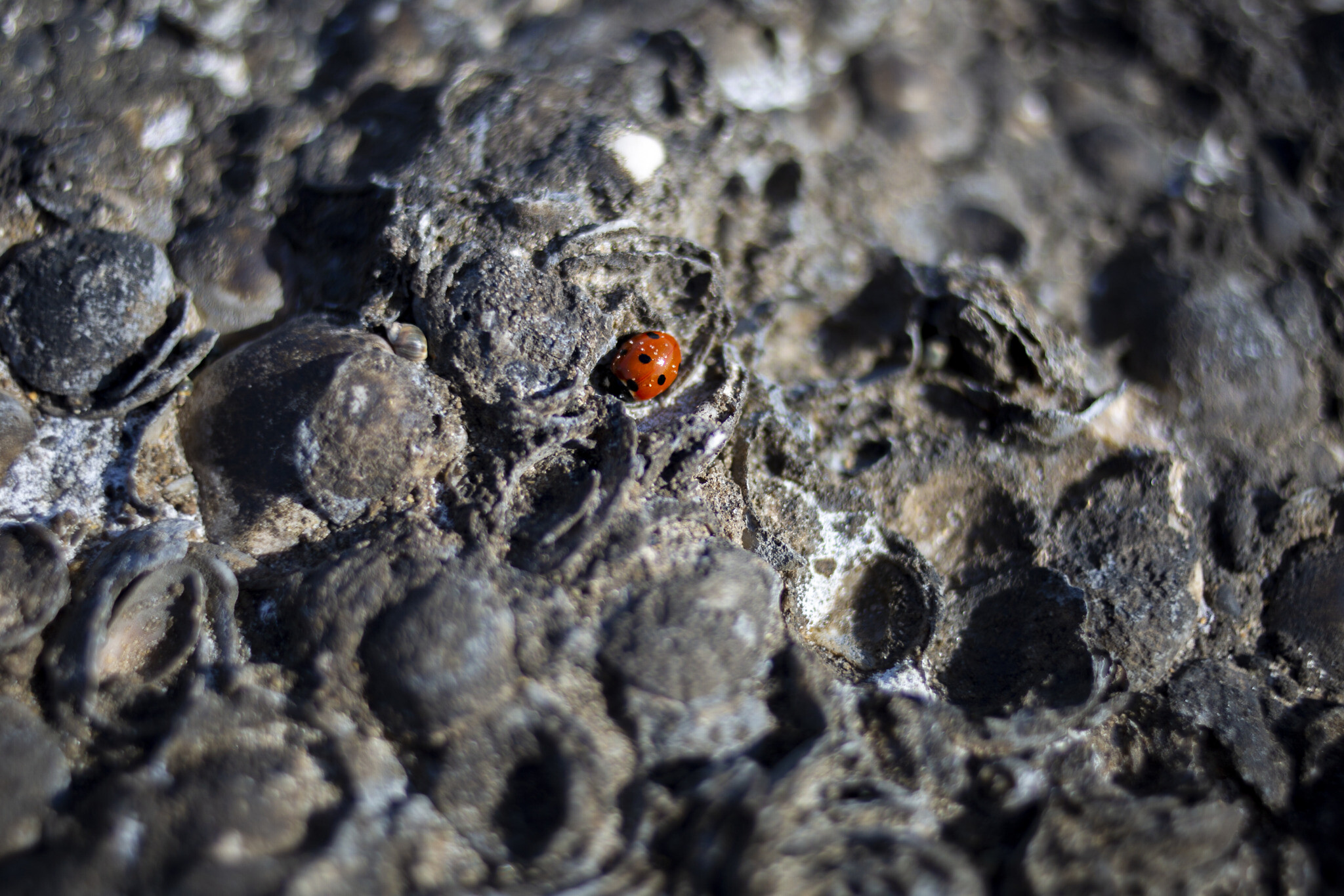 A ladybug rests on tar-covered rocks and shells after an oil spill in the Mediterranean Sea, at Tel-Dor Nature Reserve in Nahsholim, Israel; Tuesday, Feb. 23, 2021. (AP/Ariel Schalit)
