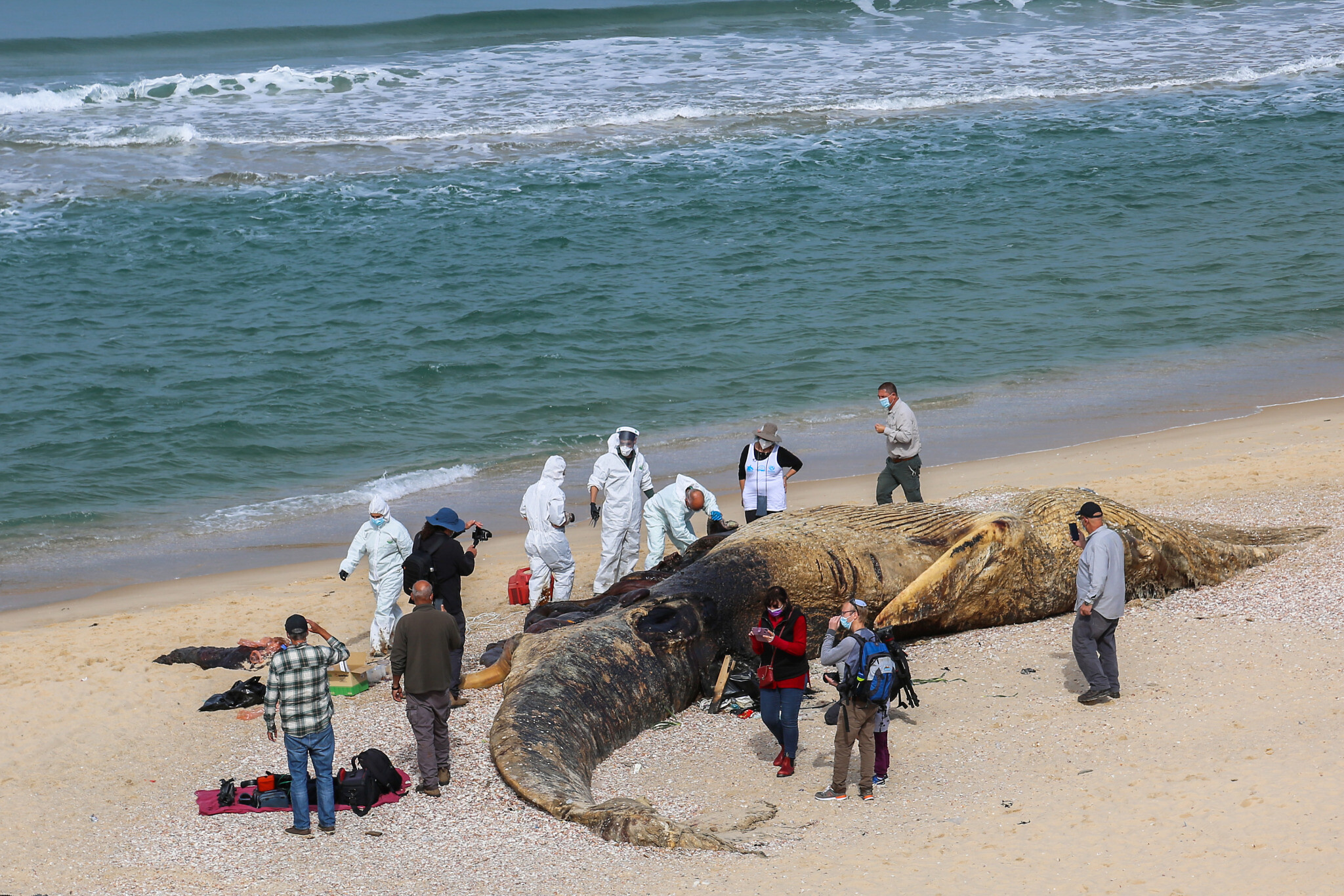 Marine veterinarians take samples from a 17-meter long fin whale washed ashore on the Nitzanim beach, near the city of Ashkelon, February 21, 2021. (Flash90)