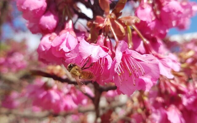 Sakura cherry blossoms in bloom at Jerusalem's Botanical Gardens (Courtesy Tom Amit)