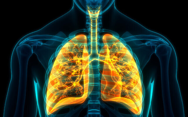 Illustrative: Human respiratory system (magicmine; iStock by Getty Images)