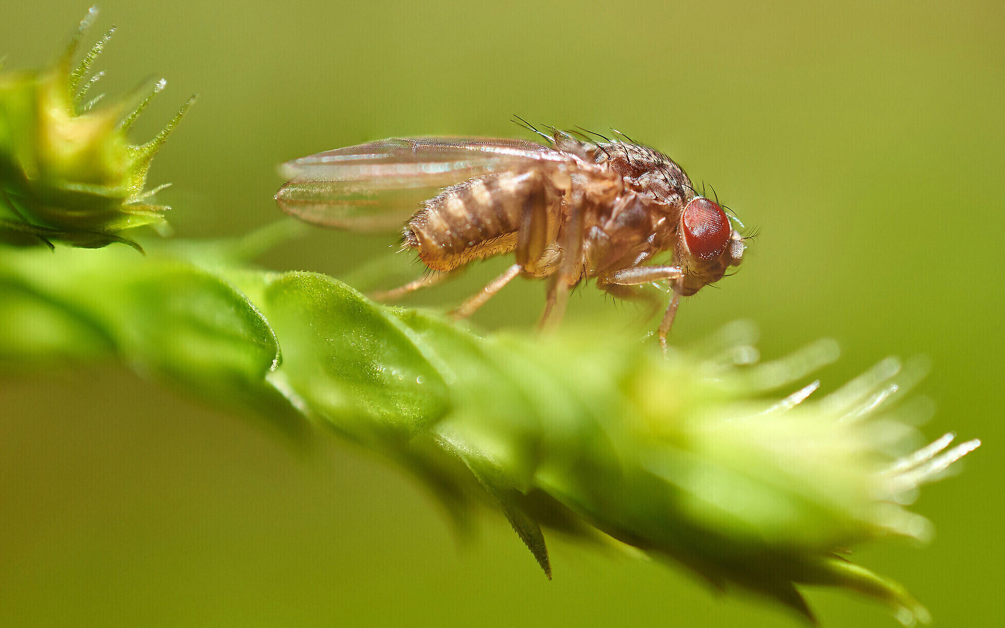 In first, fruit fly larvae protein maker said planning Tel Aviv