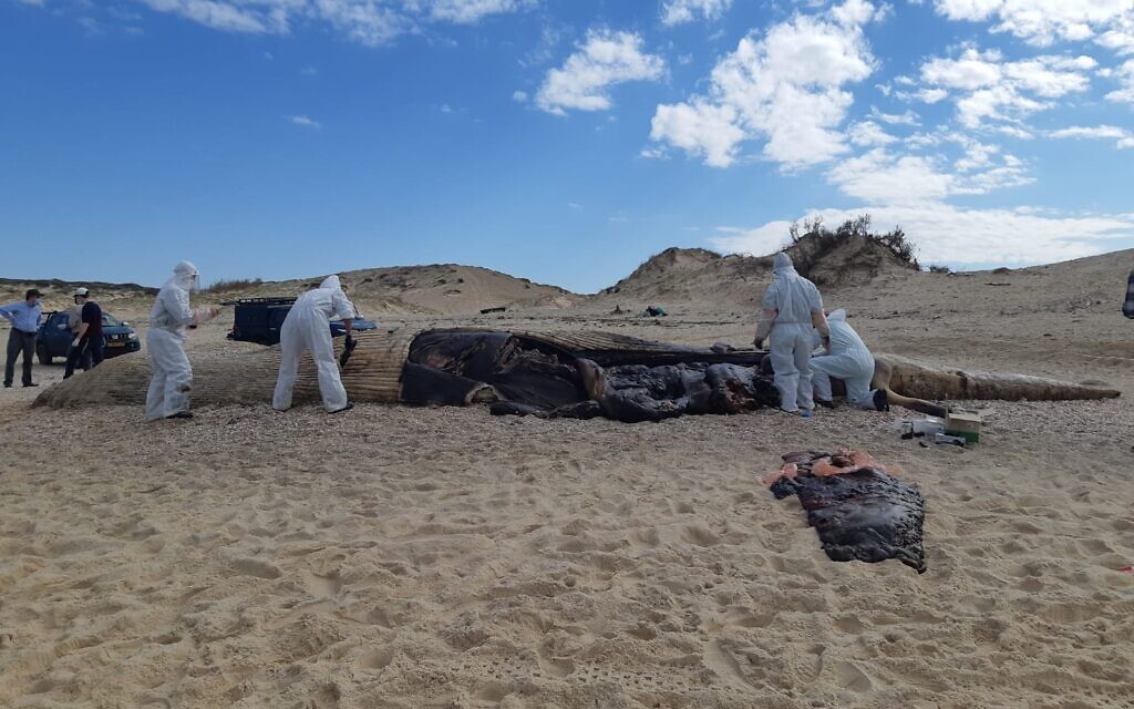Vets find black liquid in lungs of dead whale; beaches shut after oil spill - Vimarsana News