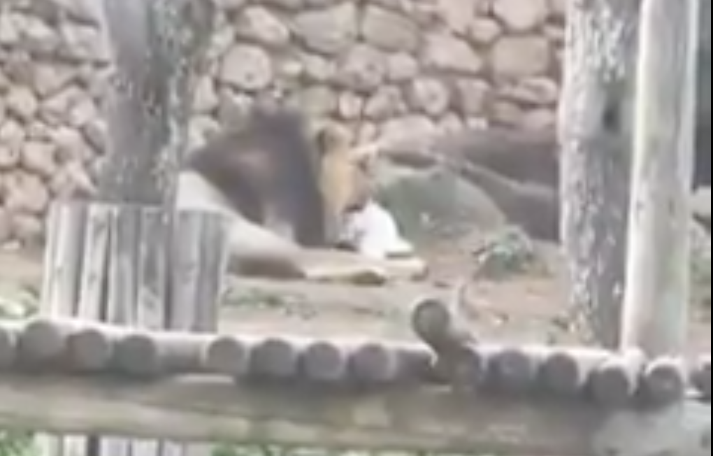 Jerusalem zoo tries damage control after kids see lion eat bunny | The  Times of Israel