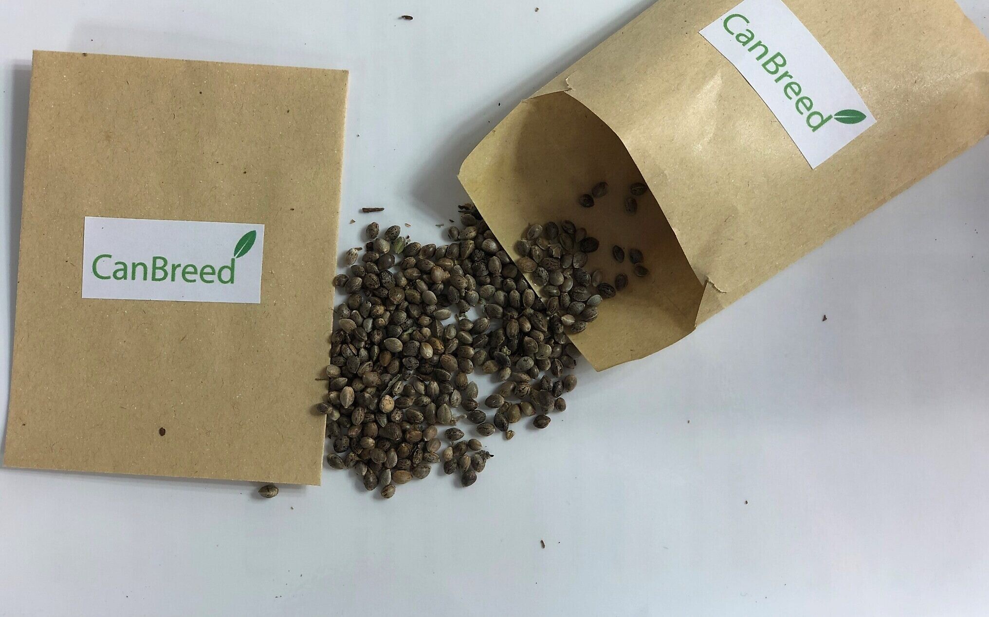 Why are Seeds Important When it Comes to Cannabis?